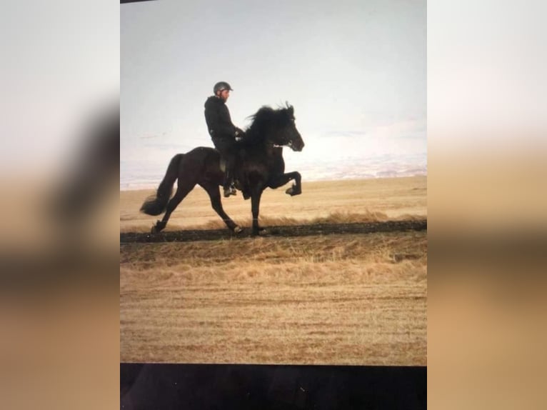 Caballos islandeses Caballo castrado 6 años 135 cm Negro in Selfoss