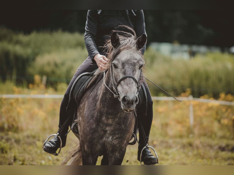 Caballos islandeses Caballo castrado 6 años 137 cm Tordillo negro in Buchholz in der Nordheide