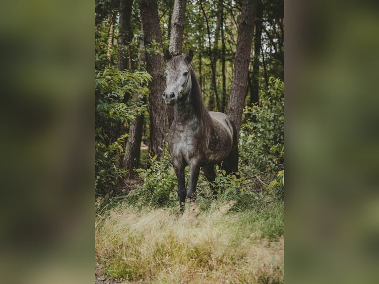 Caballos islandeses Caballo castrado 6 años 137 cm Tordillo negro in Buchholz in der Nordheide