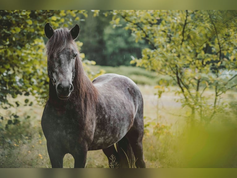 Caballos islandeses Caballo castrado 6 años 137 cm Tordillo negro in Buchholz in der Nordheide