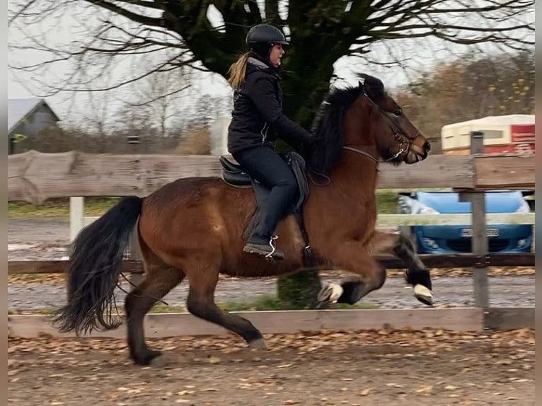 Caballos islandeses Caballo castrado 6 años 138 cm Castaño in Schneverdingen