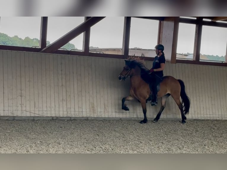 Caballos islandeses Caballo castrado 6 años 138 cm Castaño in Soltau