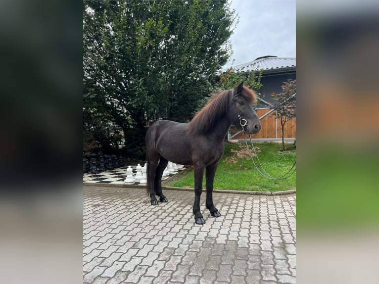 Caballos islandeses Caballo castrado 6 años 138 cm Negro in Lochen am See