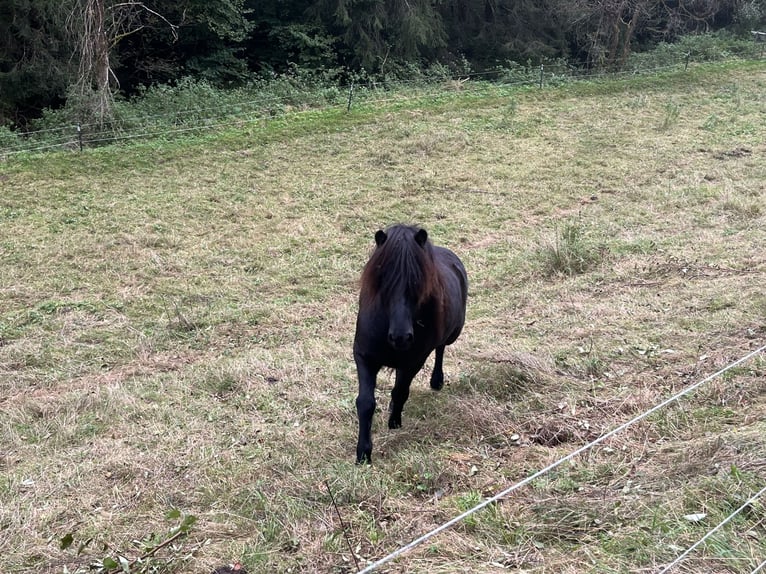 Caballos islandeses Caballo castrado 6 años 138 cm Negro in Pfalzgrafenweiler