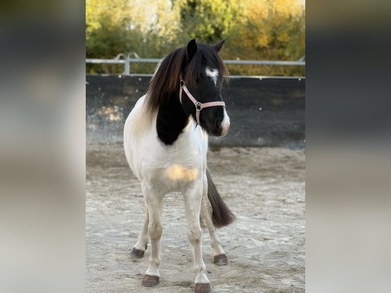 Caballos islandeses Caballo castrado 6 años 138 cm Pío in Achstetten