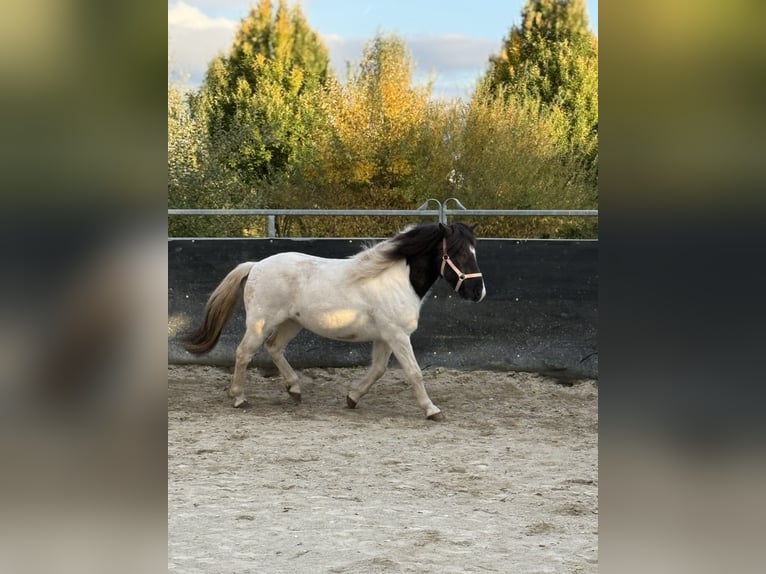 Caballos islandeses Caballo castrado 6 años 138 cm Pío in Achstetten