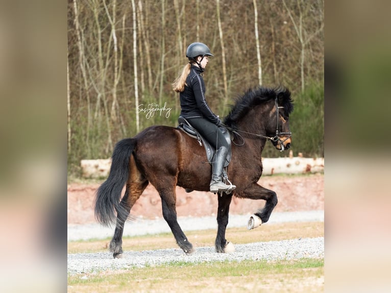 Caballos islandeses Caballo castrado 6 años 139 cm Castaño in Walshausen