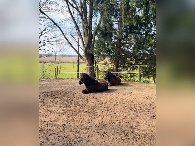 Caballos islandeses Caballo castrado 6 años 139 cm Negro in Holzgünz