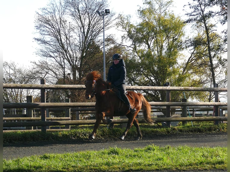 Caballos islandeses Caballo castrado 6 años 140 cm Alazán in Euskirchen