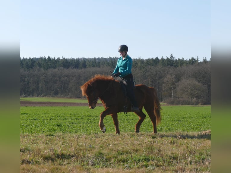 Caballos islandeses Caballo castrado 6 años 140 cm Alazán in Euskirchen