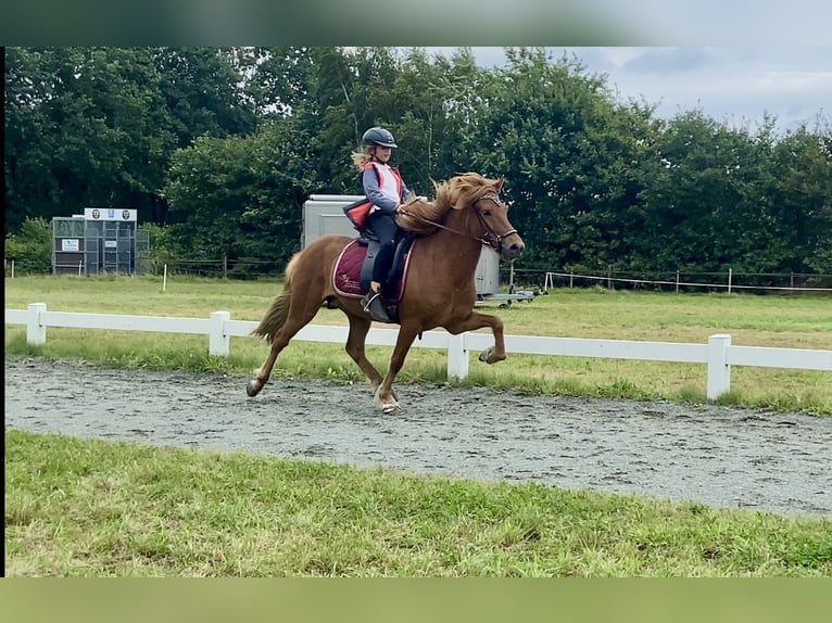 Caballos islandeses Caballo castrado 6 años 140 cm Alazán in Ehndorf