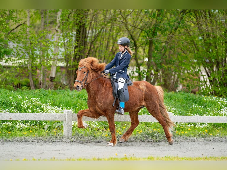 Caballos islandeses Caballo castrado 6 años 140 cm Alazán in Ehndorf