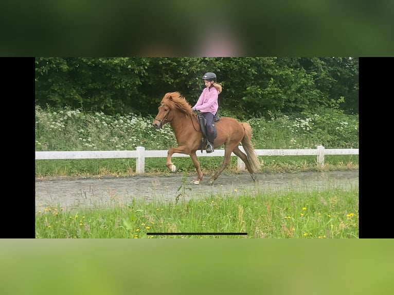 Caballos islandeses Caballo castrado 6 años 140 cm Alazán in Ehndorf