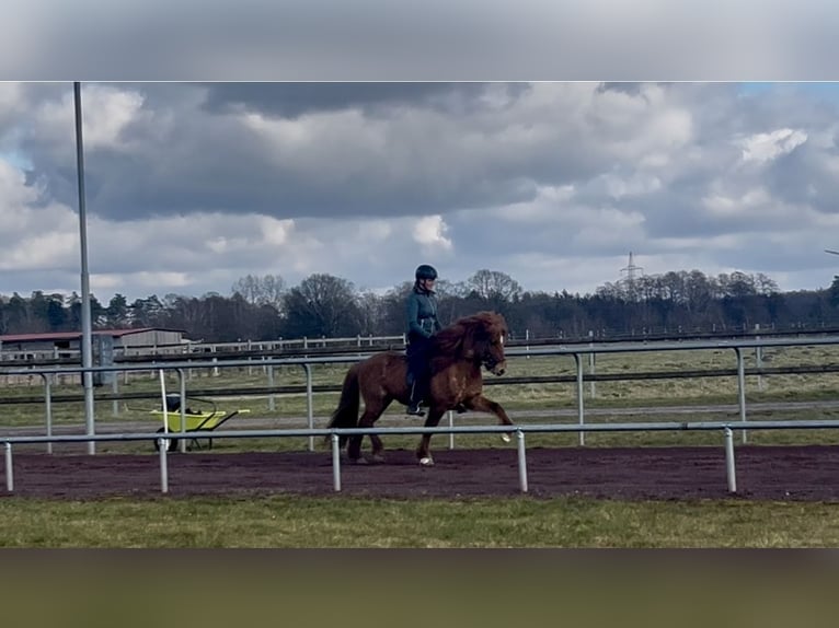 Caballos islandeses Caballo castrado 6 años 140 cm Bayo in Soltau