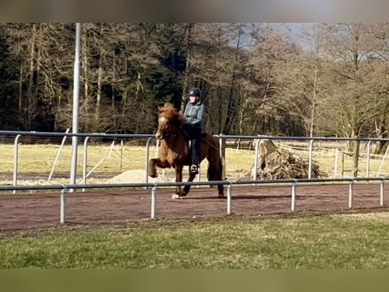 Caballos islandeses Caballo castrado 6 años 140 cm Bayo in Soltau