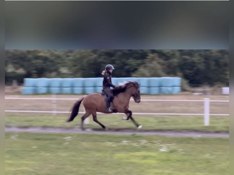 Caballos islandeses Caballo castrado 6 años 140 cm Bayo in Martfeld