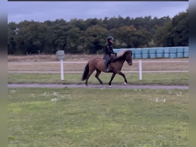 Caballos islandeses Caballo castrado 6 años 140 cm Bayo in Martfeld