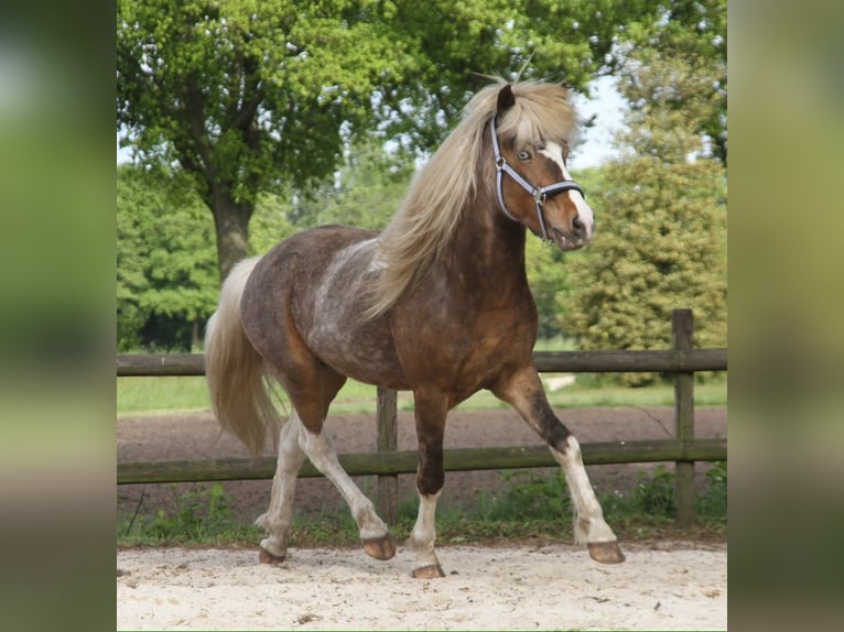 Caballos islandeses Caballo castrado 6 años 140 cm Pío in Harreveld
