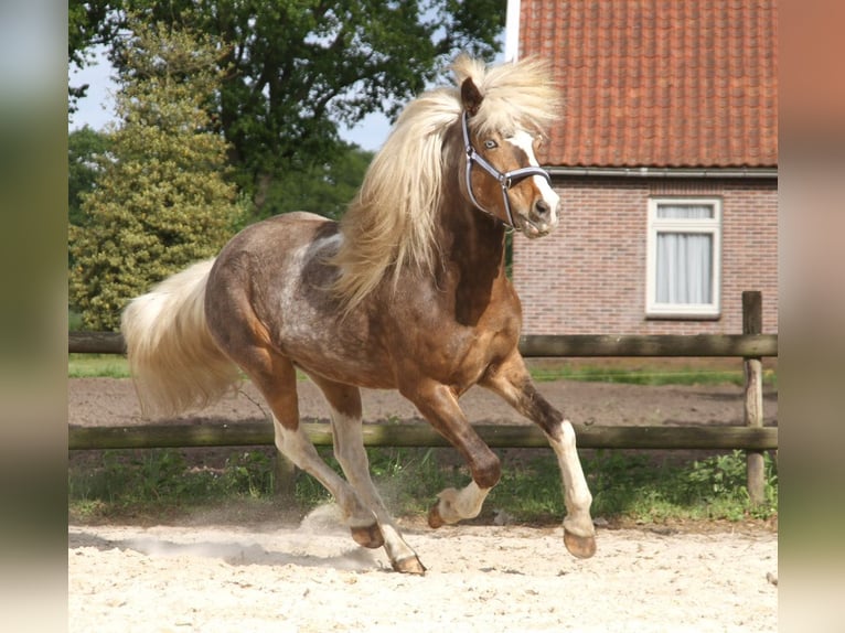 Caballos islandeses Caballo castrado 6 años 140 cm Pío in Harreveld