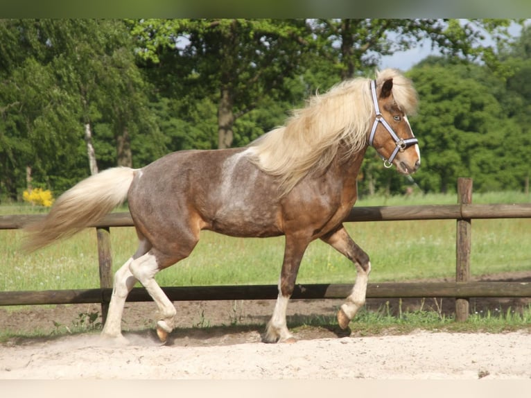 Caballos islandeses Caballo castrado 6 años 140 cm Pío in Harreveld