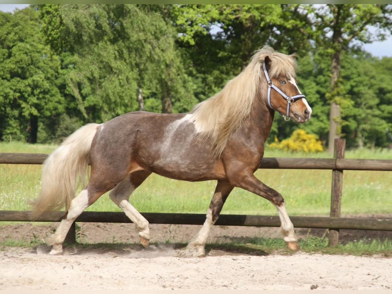 Caballos islandeses Caballo castrado 6 años 140 cm Pío in Harreveld