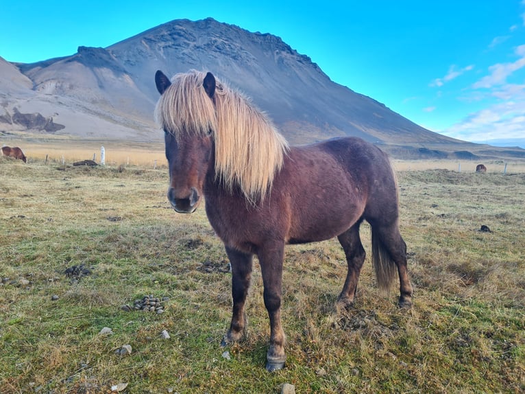 Caballos islandeses Caballo castrado 6 años 141 cm Alazán in Snæfellsbæ