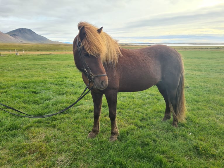 Caballos islandeses Caballo castrado 6 años 141 cm Alazán in Snæfellsbæ