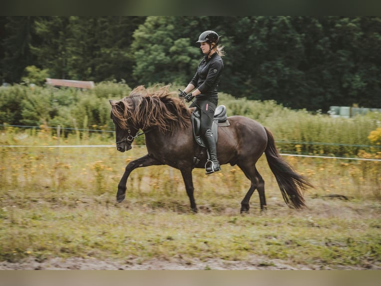 Caballos islandeses Caballo castrado 6 años 141 cm Negro in Buchholz in der Nordheide