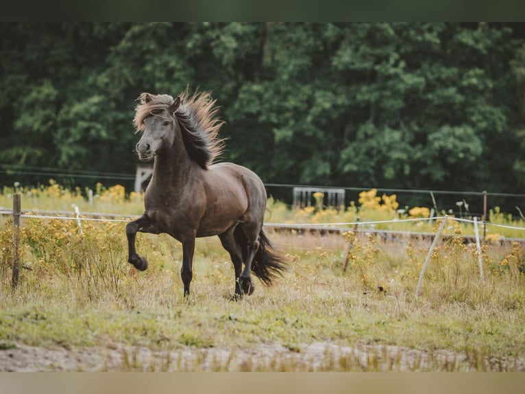 Caballos islandeses Caballo castrado 6 años 141 cm Negro in Buchholz in der Nordheide