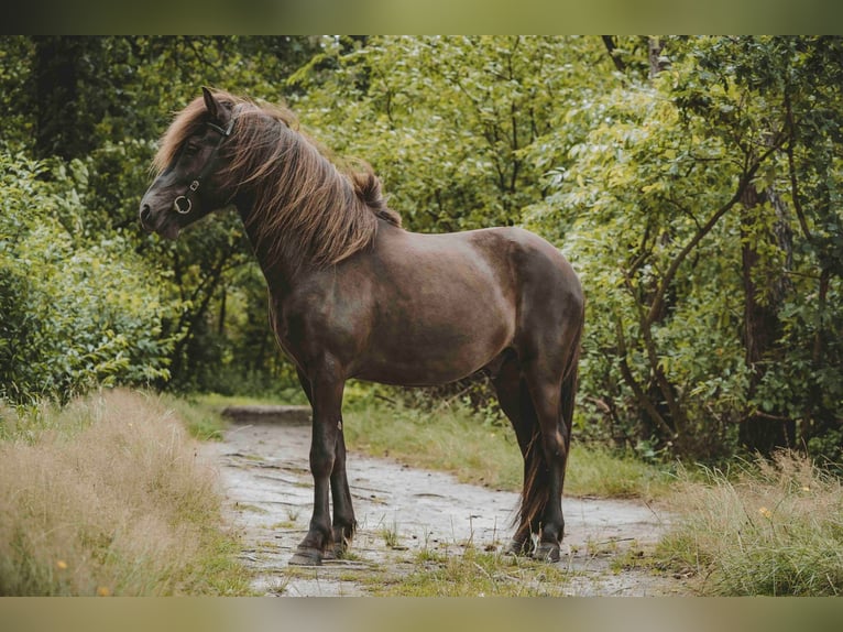 Caballos islandeses Caballo castrado 6 años 141 cm Negro in Buchholz in der Nordheide