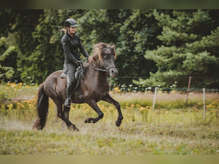 Caballos islandeses Caballo castrado 6 años 141 cm Negro in Buchholz in der Nordheide