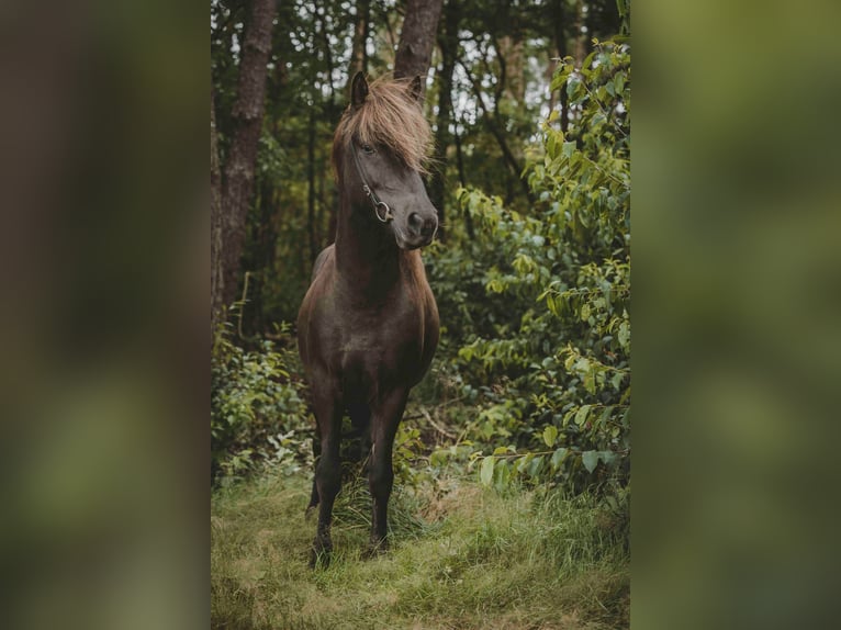 Caballos islandeses Caballo castrado 6 años 141 cm Negro in Buchholz in der Nordheide