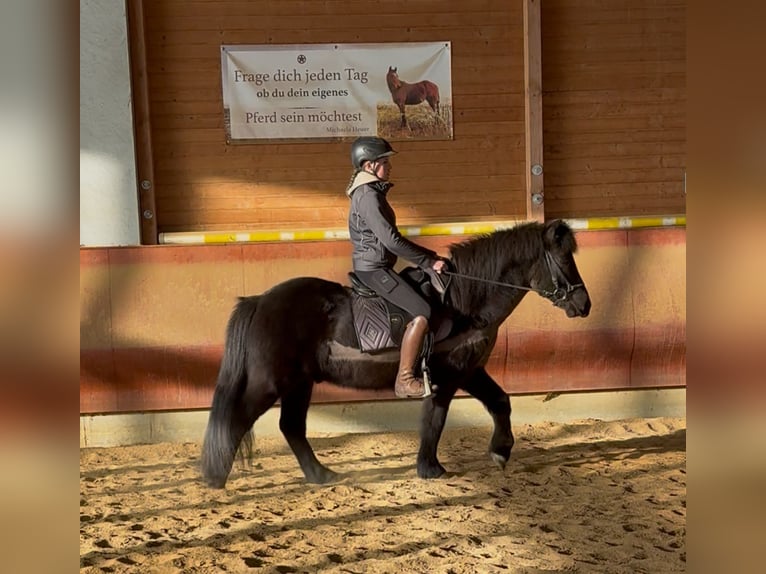 Caballos islandeses Caballo castrado 6 años 141 cm Negro in AchstettenAchstetten