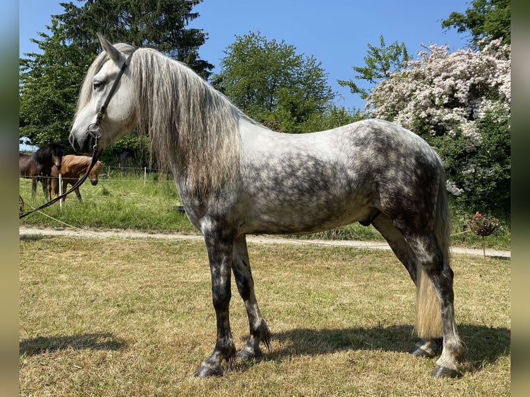 Caballos islandeses Caballo castrado 6 años 141 cm Tordo rodado in Lautertal