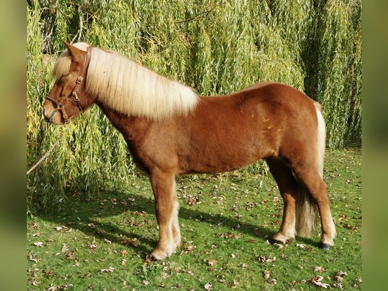 Caballos islandeses Caballo castrado 6 años 142 cm Alazán in Bruchhausen-Vilsen