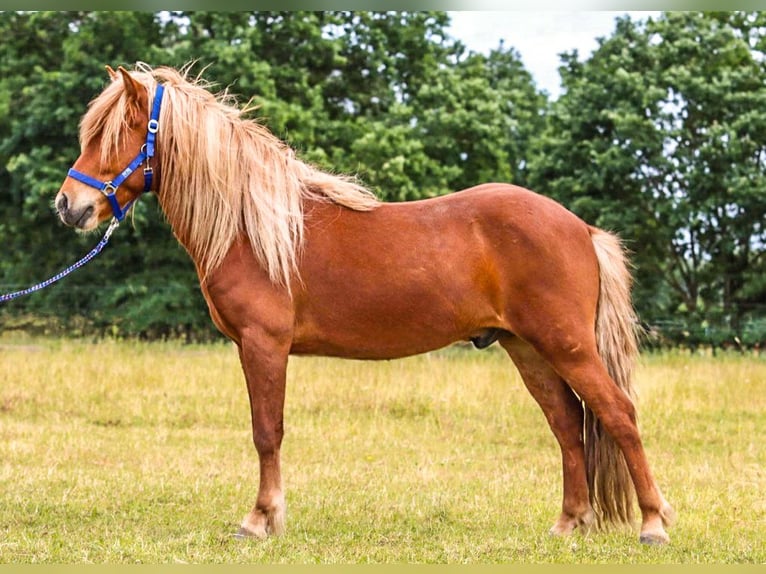 Caballos islandeses Caballo castrado 6 años 142 cm Alazán in Bruchhausen-Vilsen