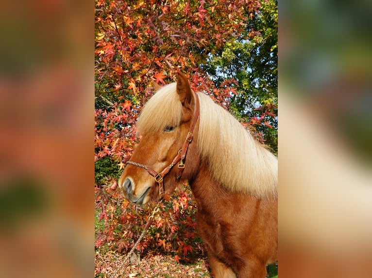 Caballos islandeses Caballo castrado 6 años 142 cm Alazán in Bruchhausen-Vilsen