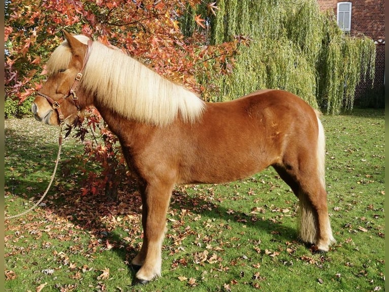 Caballos islandeses Caballo castrado 6 años 142 cm Alazán in Bruchhausen-Vilsen