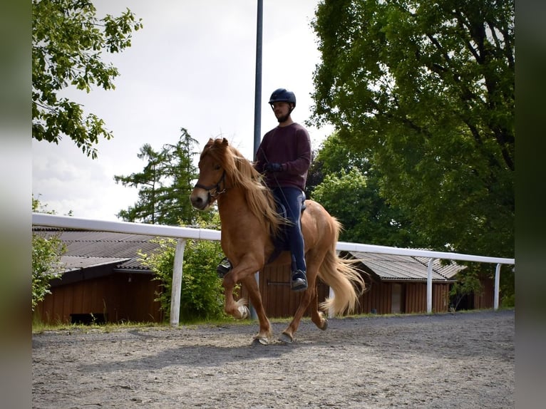 Caballos islandeses Caballo castrado 6 años 142 cm Alazán in Wermelskirchen