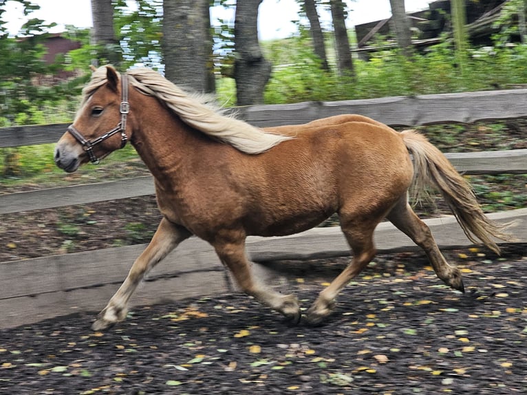 Caballos islandeses Mestizo Caballo castrado 6 años 142 cm Alazán in Haselbachtal