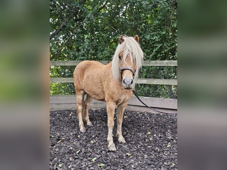 Caballos islandeses Mestizo Caballo castrado 6 años 142 cm Alazán in Haselbachtal