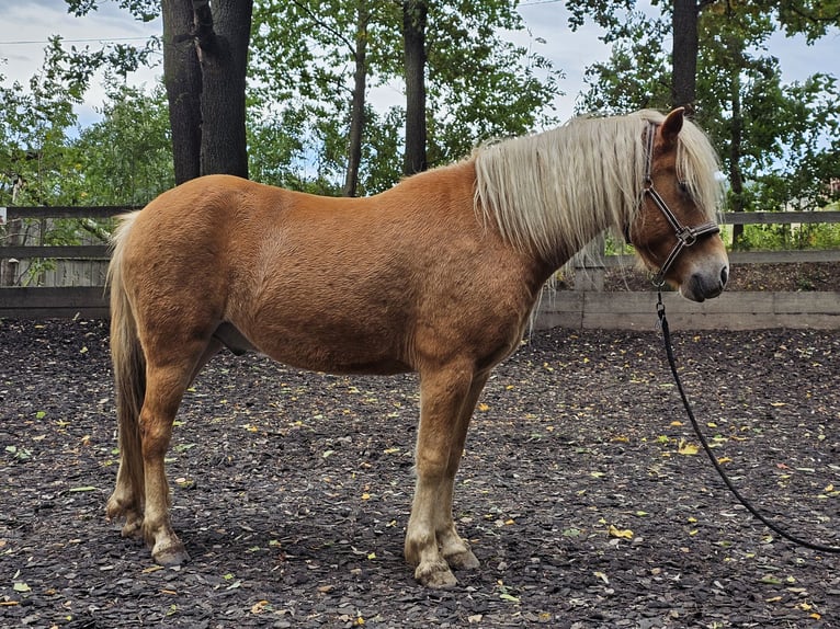 Caballos islandeses Mestizo Caballo castrado 6 años 142 cm Alazán in Haselbachtal