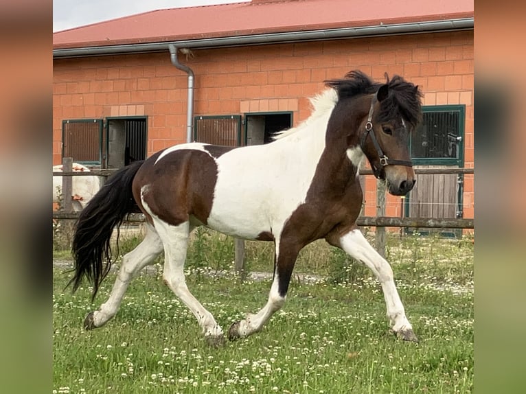 Caballos islandeses Caballo castrado 6 años 142 cm Pío in B&#xFC;cken