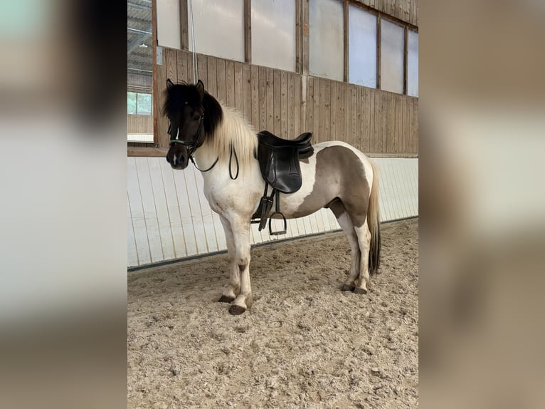 Caballos islandeses Caballo castrado 6 años 142 cm Pío in Lindlar