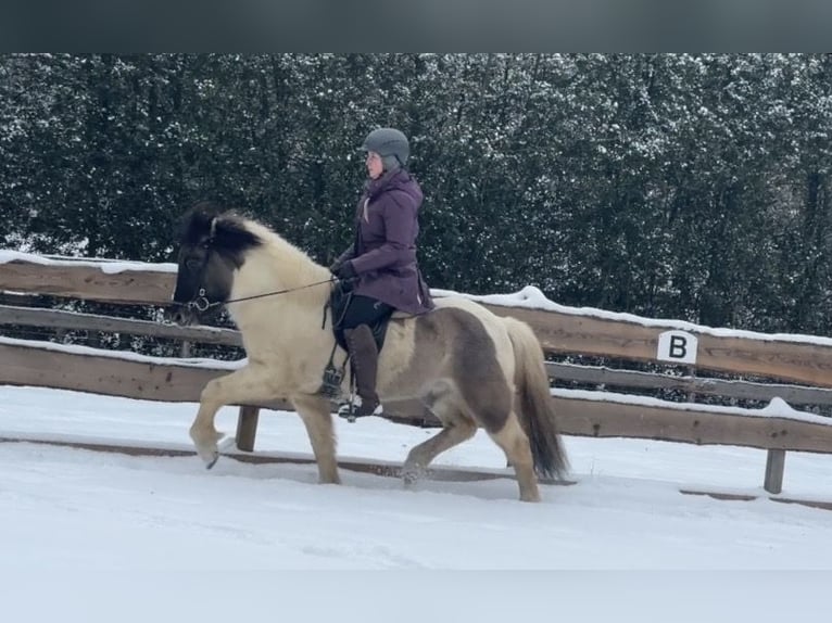 Caballos islandeses Caballo castrado 6 años 142 cm Pío in Lindlar