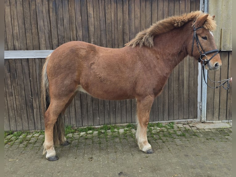 Caballos islandeses Caballo castrado 6 años 143 cm Alazán in Mülheim an der Ruhr