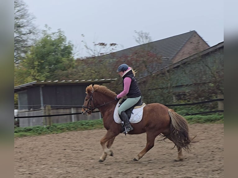 Caballos islandeses Caballo castrado 6 años 143 cm Alazán in Mülheim an der Ruhr