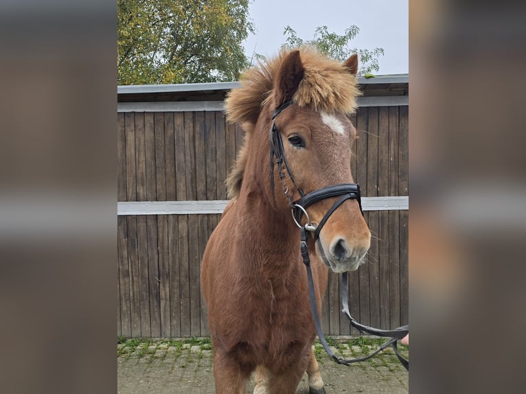 Caballos islandeses Caballo castrado 6 años 143 cm Alazán in Mülheim an der Ruhr