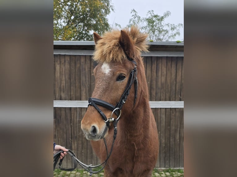 Caballos islandeses Caballo castrado 6 años 143 cm Alazán in Mülheim an der Ruhr