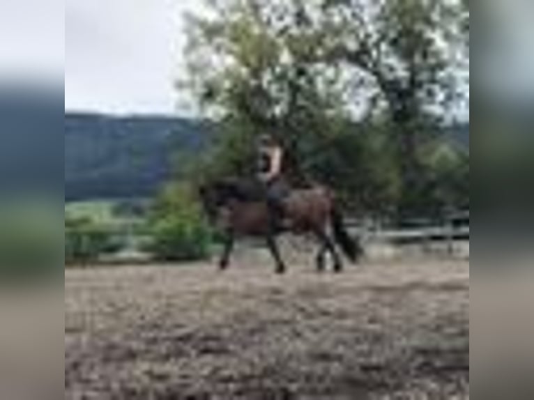 Caballos islandeses Caballo castrado 6 años 143 cm Castaño oscuro in Emmendingen